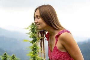 premium cannabis seeds in usa