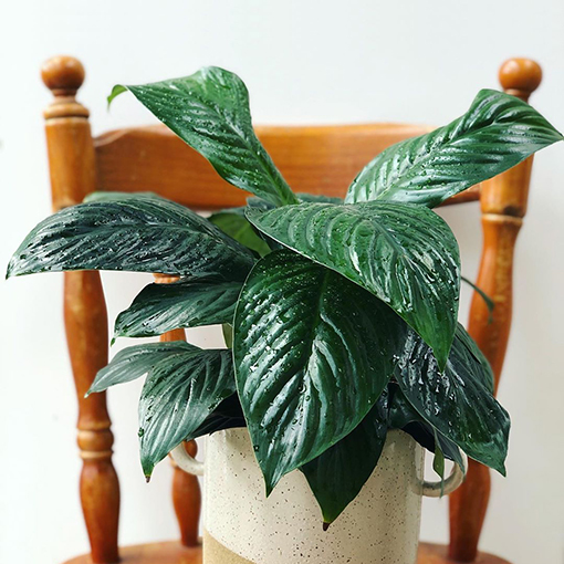 5 Reasons That You Need Spathiphyllum (Peace Plant) in Your Life