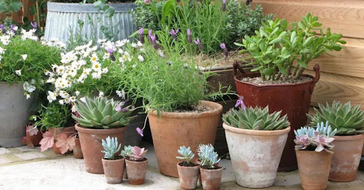 Terracotta Planters – Adding a Rustic Touch to Your Indoor and Outdoor Décor!