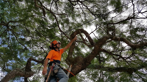 A Guide to Arborist Reports in Tree Risk Assessment