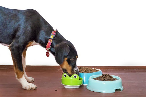 Bowl to Bliss: James Wellbeloved Dog Food