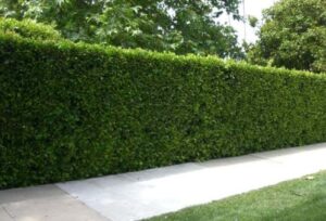 Pruning Tips to Keep Your Wax Leaf Privet Healthy and Attractive