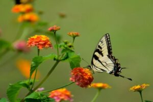 How to Release Butterflies: Common Mistakes Beginners Must Avoid