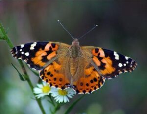 Why Timing and Care Matter When You Purchase Butterflies Online