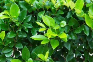 Styling Your Garden with Wax Leaf Privet Shrubs