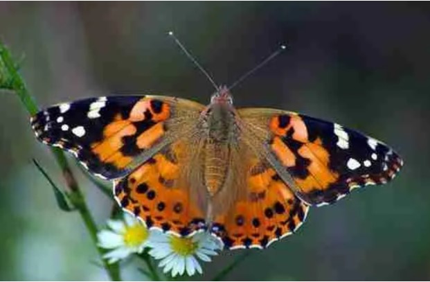 Butterfly Release Near Me: Planning A Memorable Event Easily