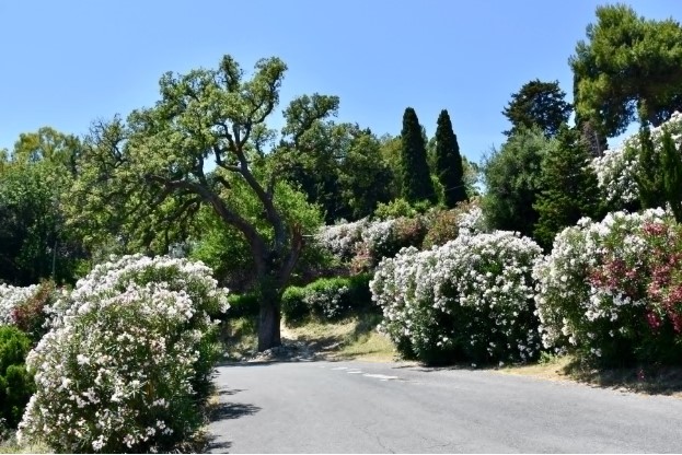 White Oleander Tree Care Tips for Sunlight, Watering, and Soil