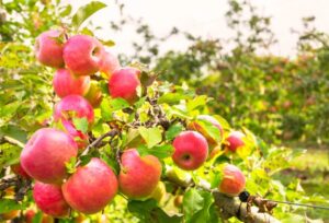 Best Apple Tree Varieties for Backyard Gardens