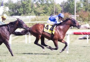 Mysore Horse Racing Guide for New Followers