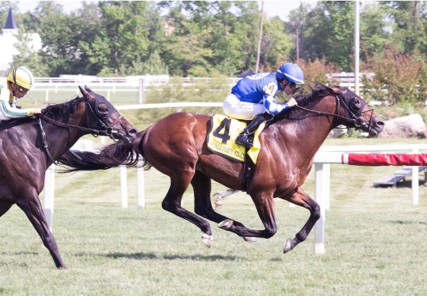 Mysore Horse Racing Guide for New Followers