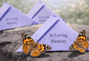 Where Can I Buy Live Butterflies: A Complete Guide to Ordering and Safe Release
