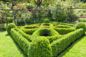 Why Privacy Trees are a Smart Choice for Residential Landscapes Why Privacy Trees are a Smart Choice for Residential Landscapes