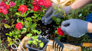 Choosing the Right Flower Fertilizer for Healthier Blooms and Stronger Plants Choosing the Right Flower Fertilizer for Healthier Blooms and Stronger Plants