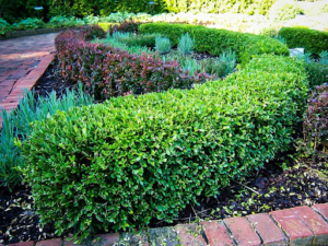 What You Should Know Before Buying Boxwood Shrubs for The Yard