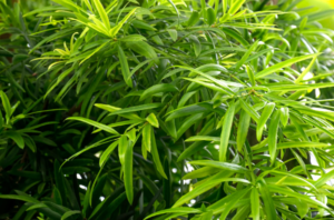 Podocarpus Gracilior: A Practical Guide for Landscape Design