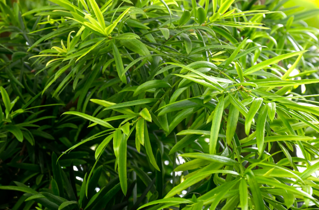 Podocarpus Gracilior: A Practical Guide for Landscape Design