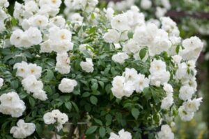 Iceberg Roses: How to Grow and Care for Them