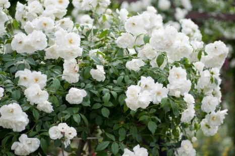 Iceberg Roses: How to Grow and Care for Them