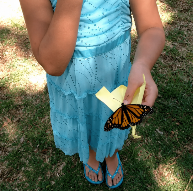 Where to Buy Butterflies for a Meaningful Release Ceremony